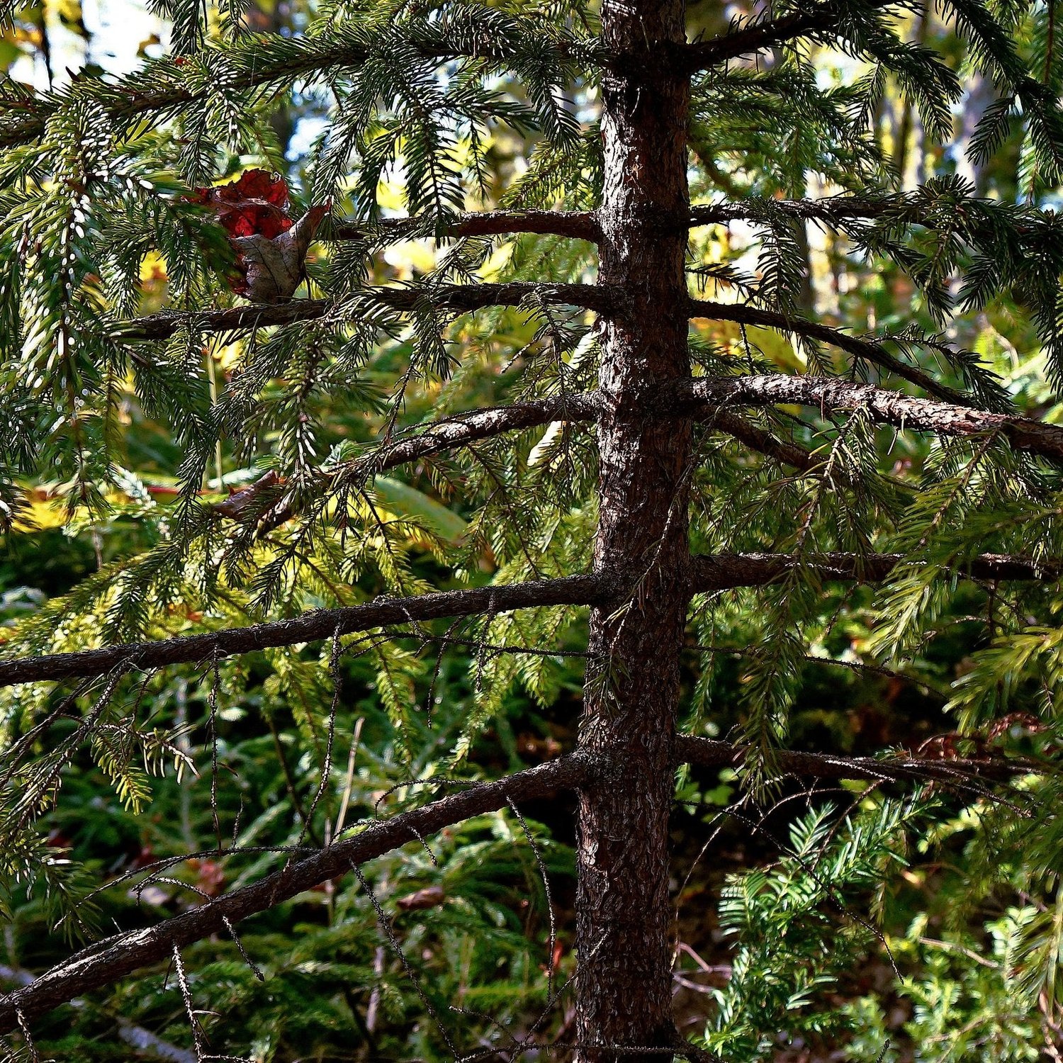 Forêt expérimentale d'ACFOR — régénération et diversité du sous-étage