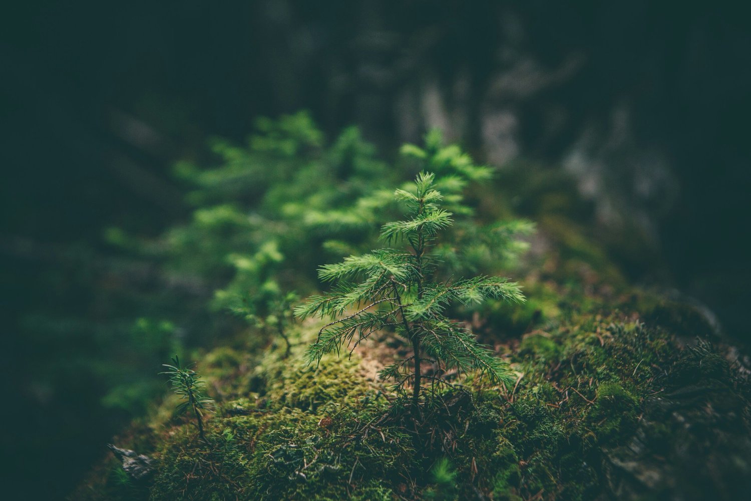 Revitalisation forestière ACFOR — Canada atlantique