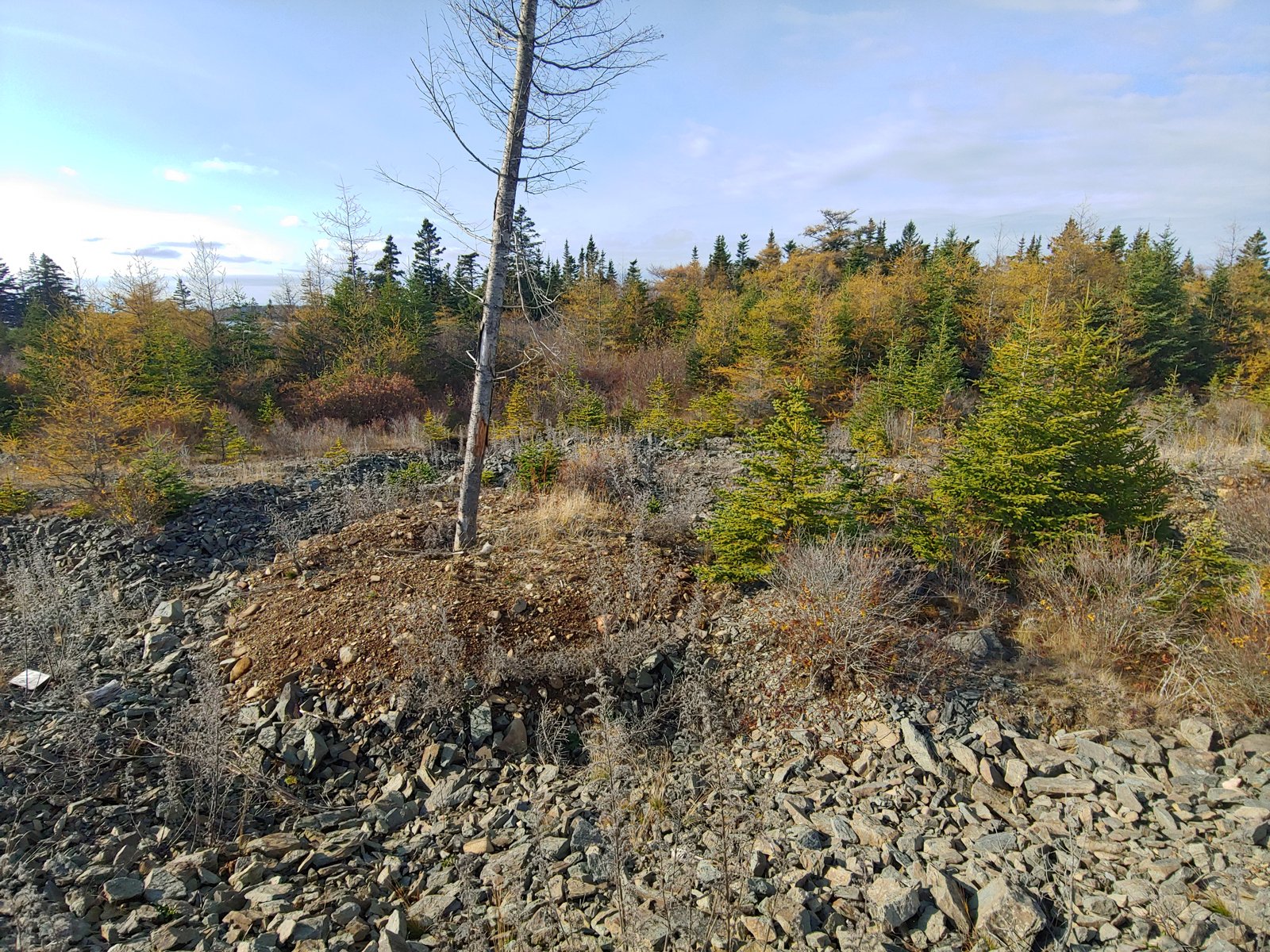 Young spruce and fir regenerating on a reclaimed rocky site in the Maritimes