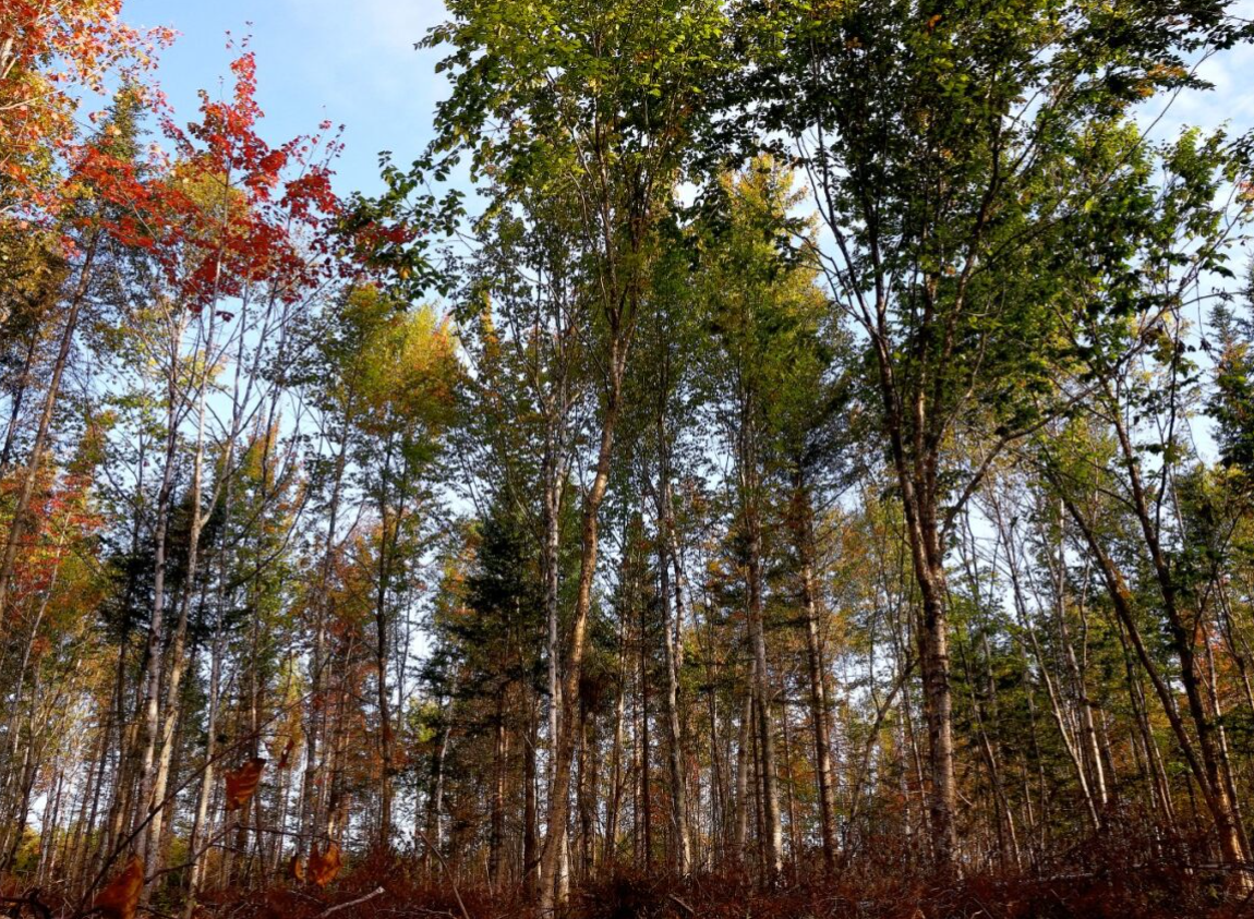 Sainte-Marie-de-Kent — commercial thinning results