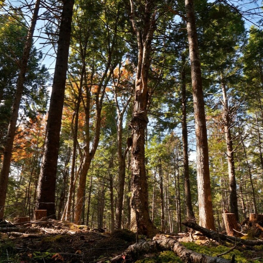 Scotch Settlement — bois mort debout après récolte sélective
